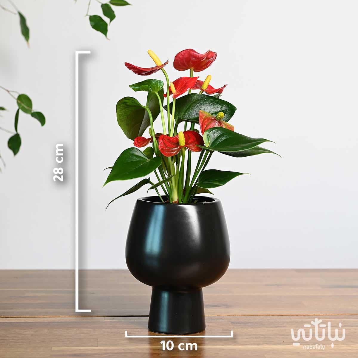 نبتة انتوريوم ازهار حمراء في اصيص سيراميك اسود 2
