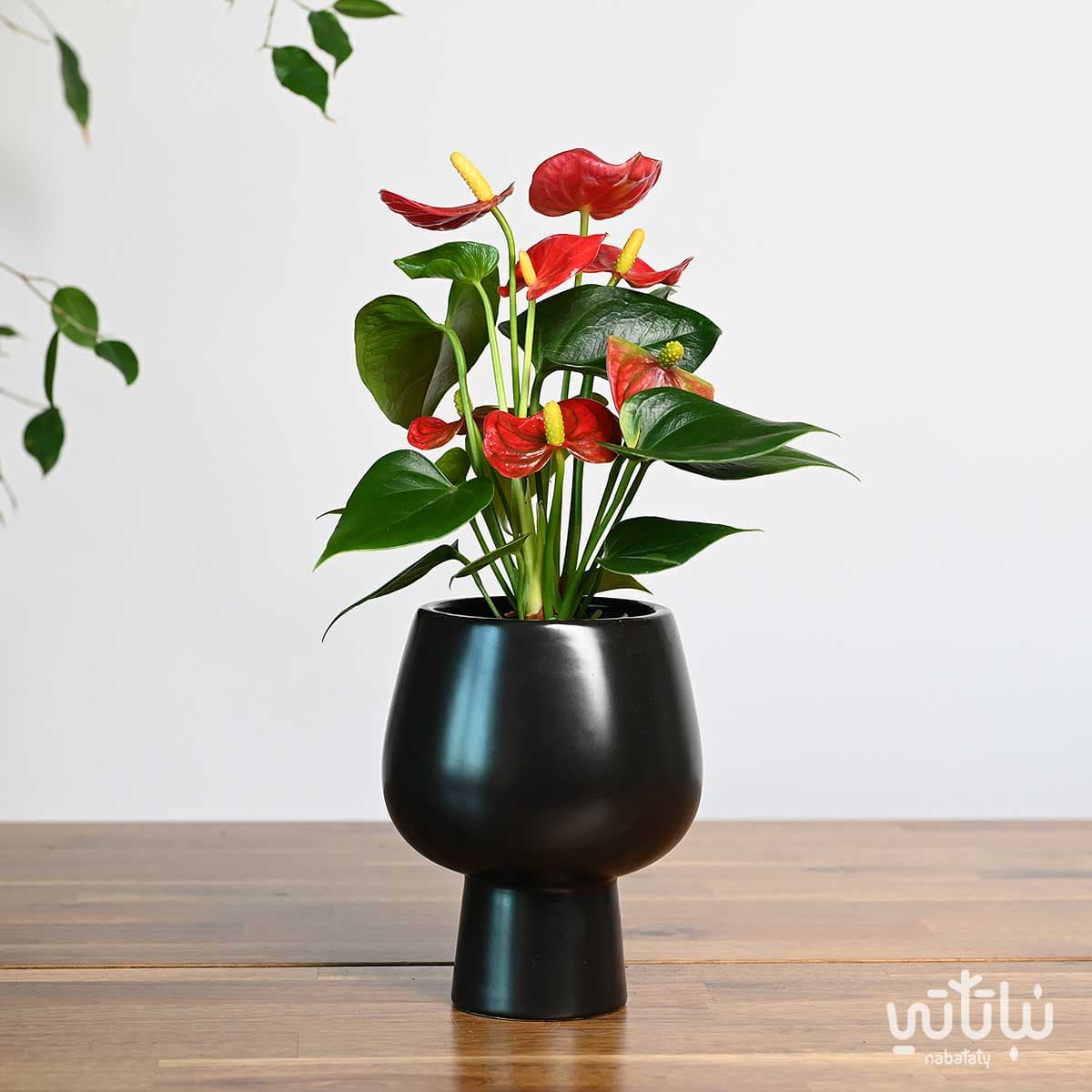 نبتة انتوريوم ازهار حمراء في اصيص سيراميك اسود 1