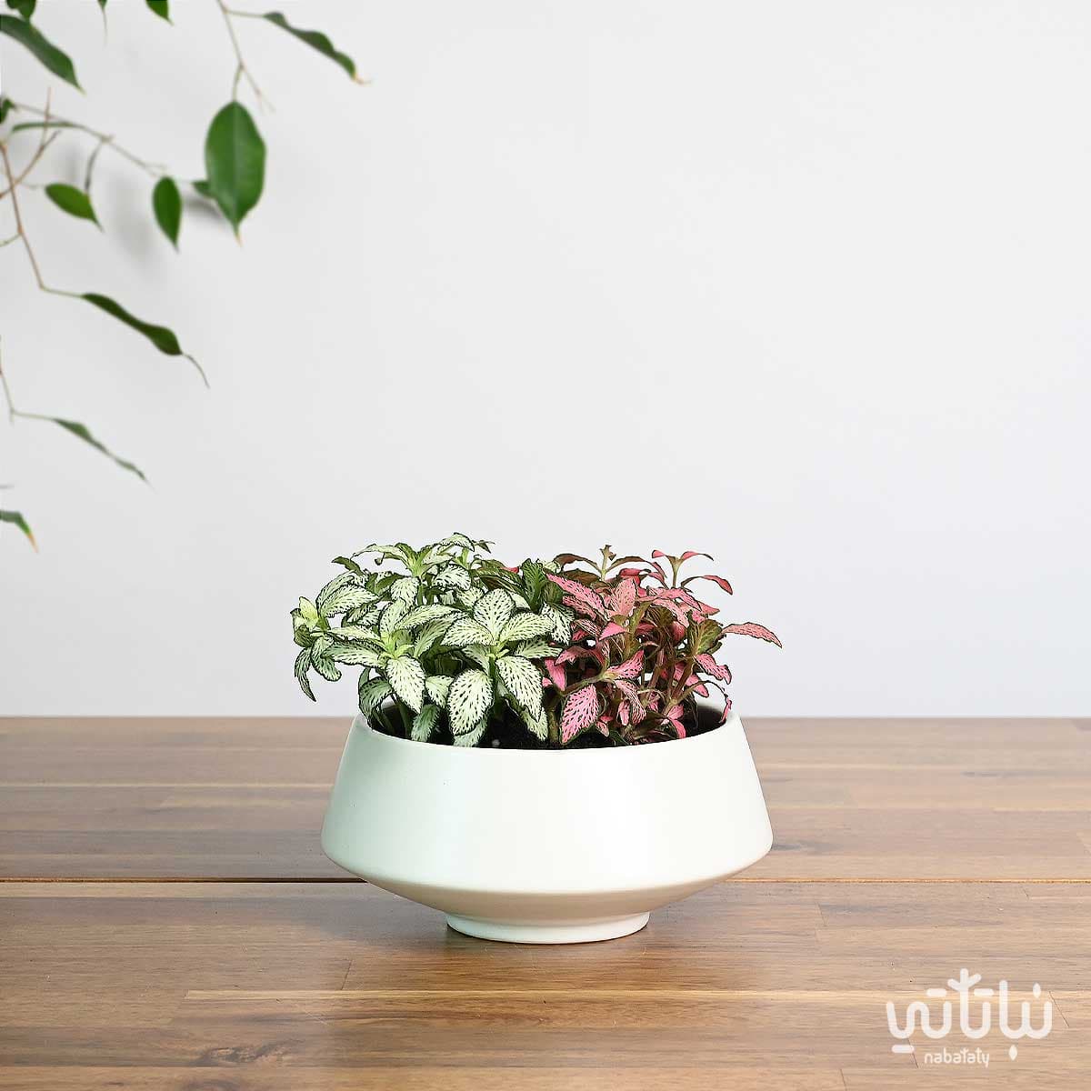 نبتة فيتونيا ملونة في اصيص سيراميك ابيض 1