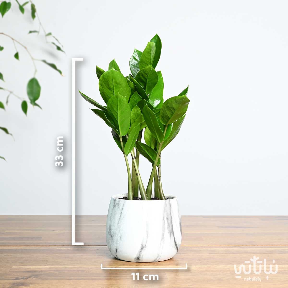 نبتة زاميا صغيرة في اصيص سيراميك 3