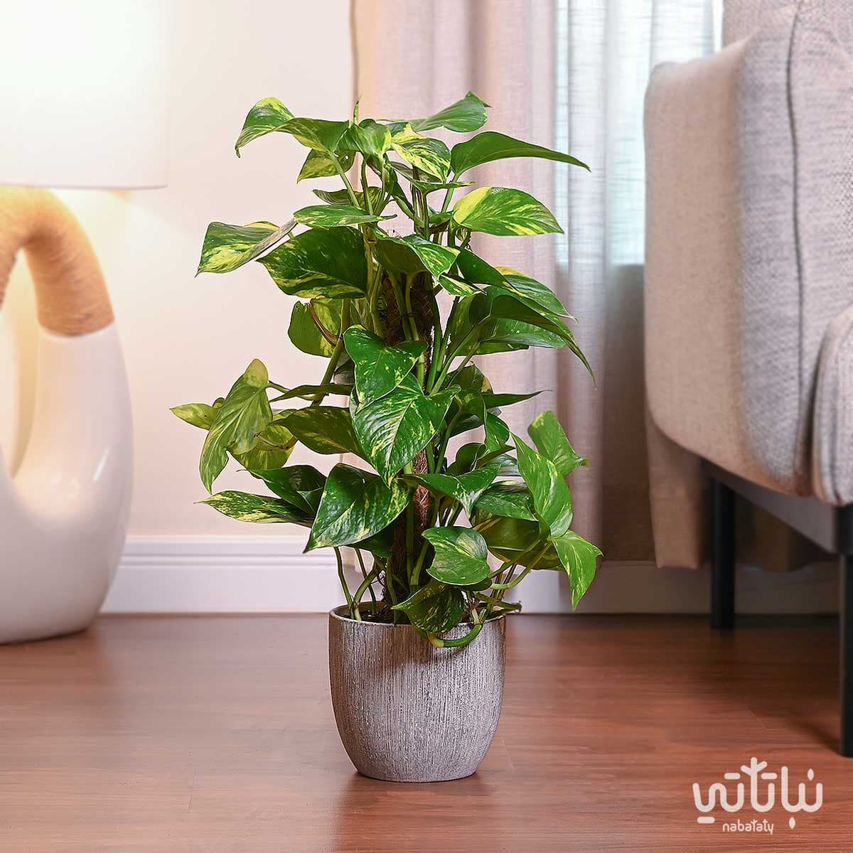 نبتة بوتس متسلقة في حوض اسمنتي رمادي