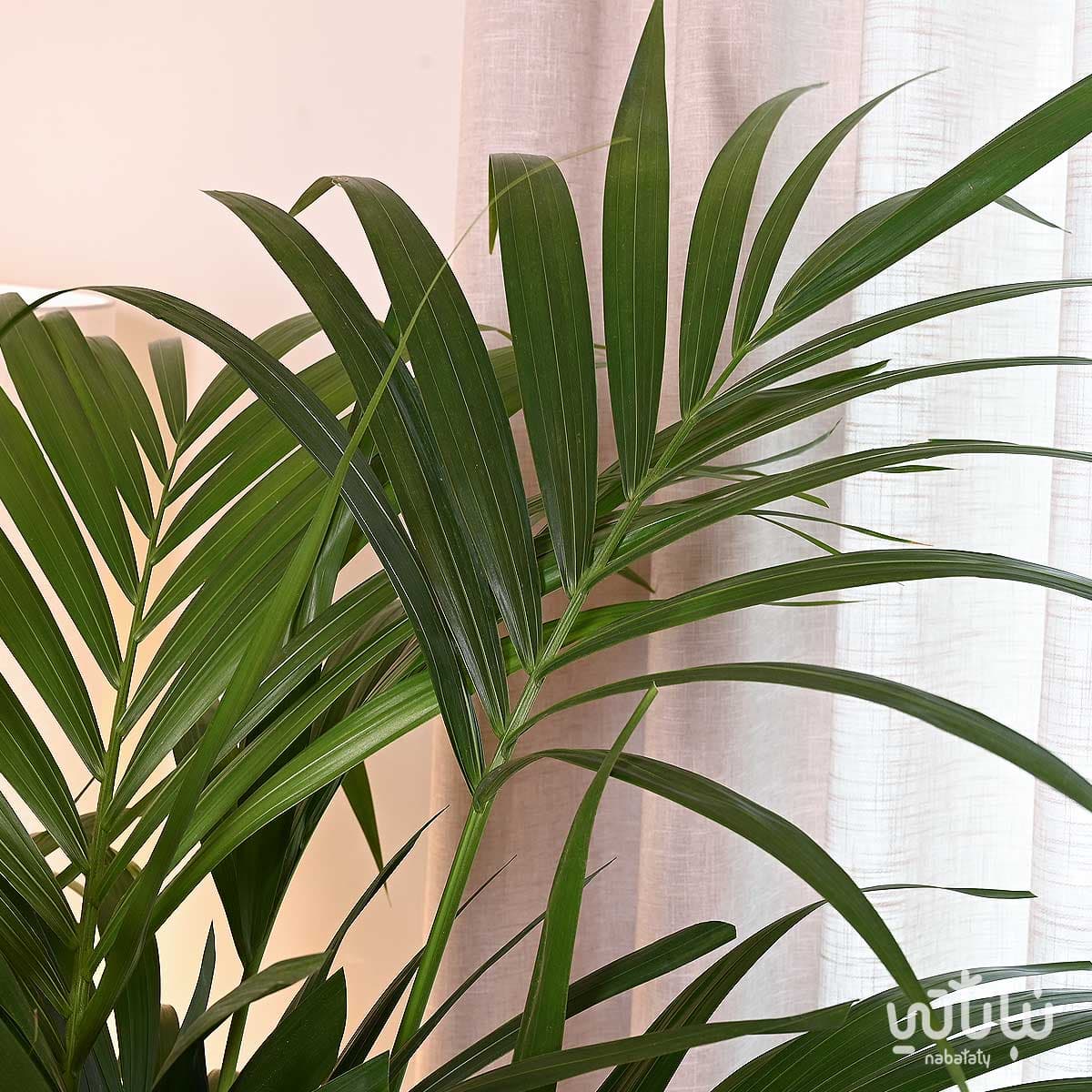 نبتة كينتيا كبيرة في حوض اسمنتي رمادي 3