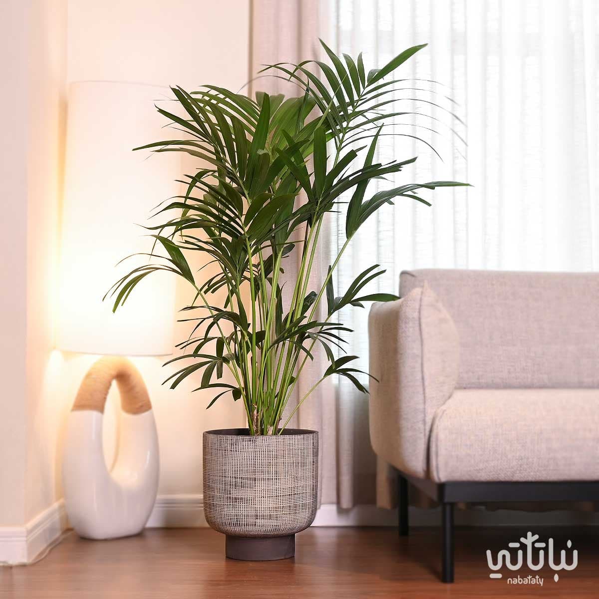 نبتة كينتيا كبيرة في حوض اسمنتي رمادي 1