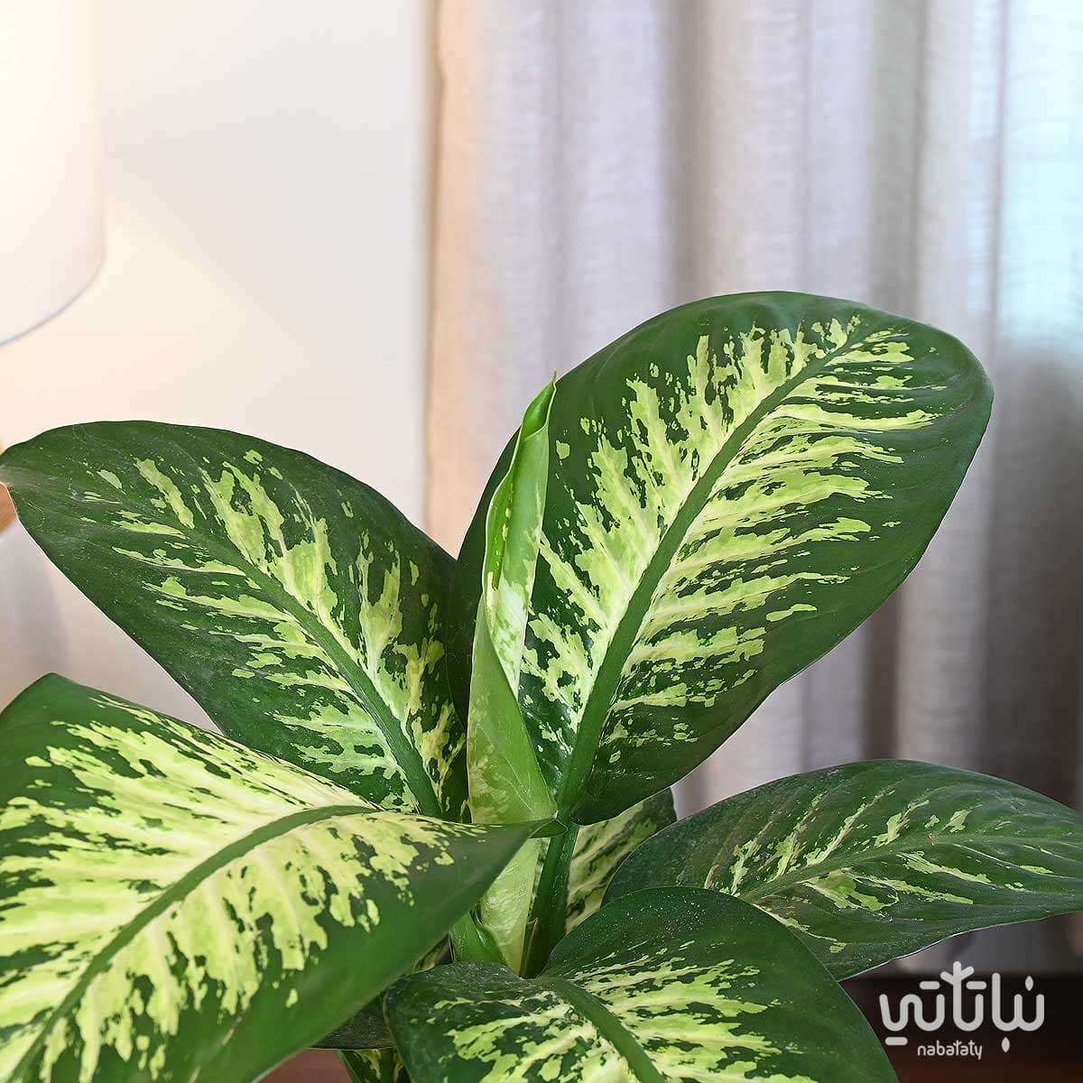 نبتة ديفنباخيا في حوض شفاف ذاتي الري رمادي 4