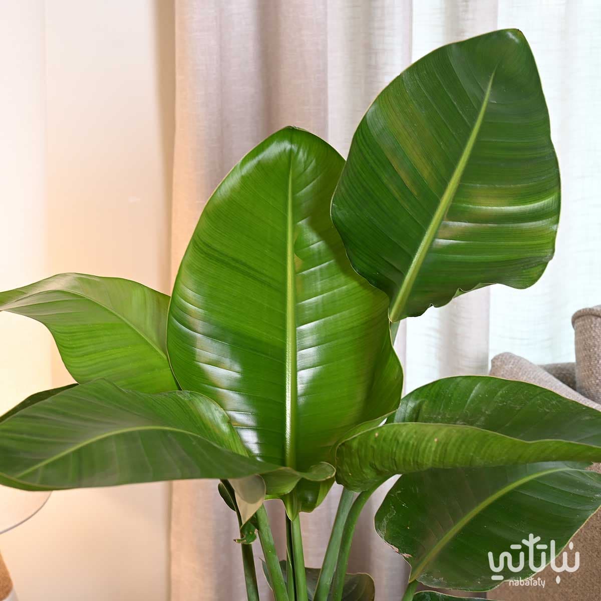 نبتة عصفور الجنة في حوض شفاف ذاتي الري رمادي 4