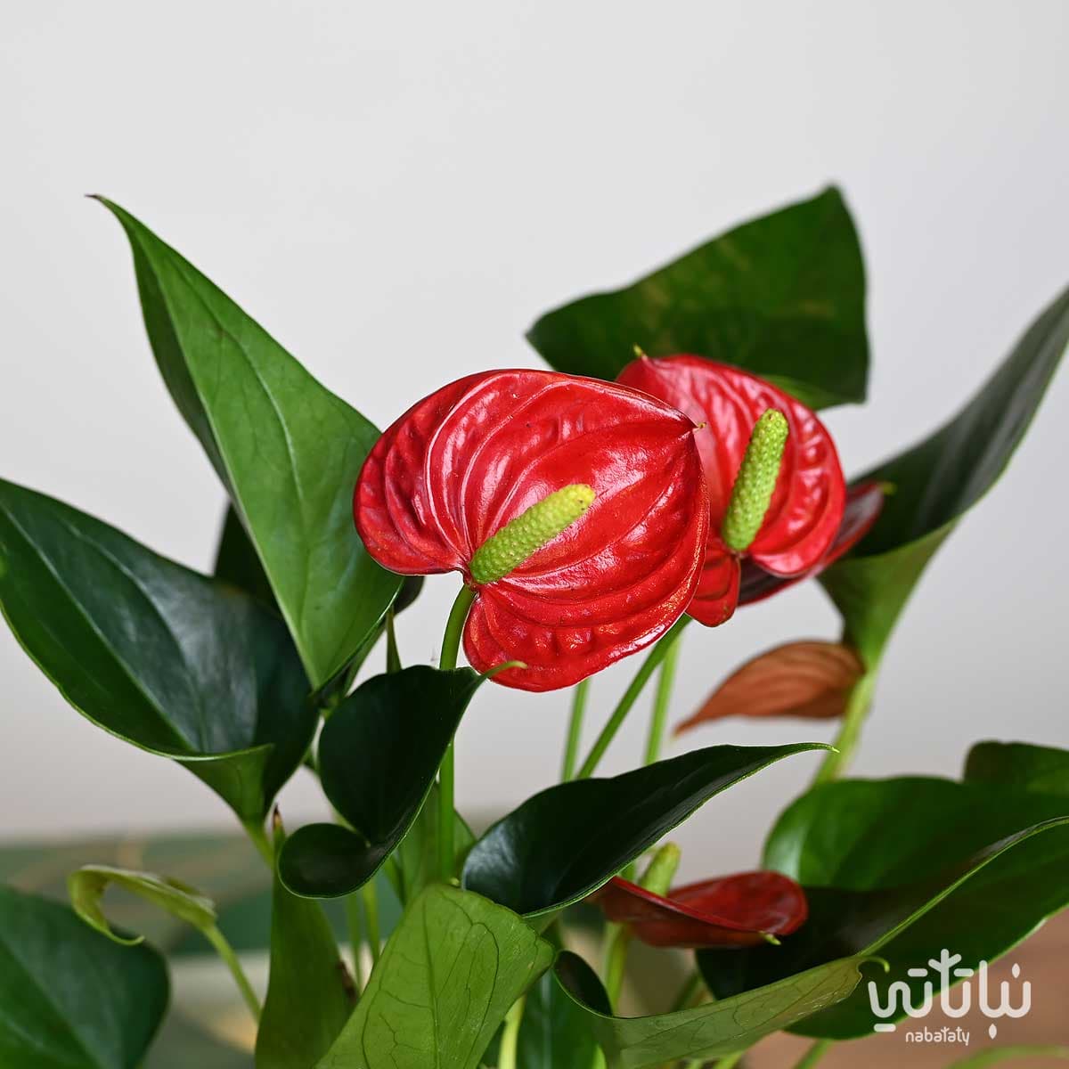 هدية نبتة الأنتوريوم مع مبخره و عود 4