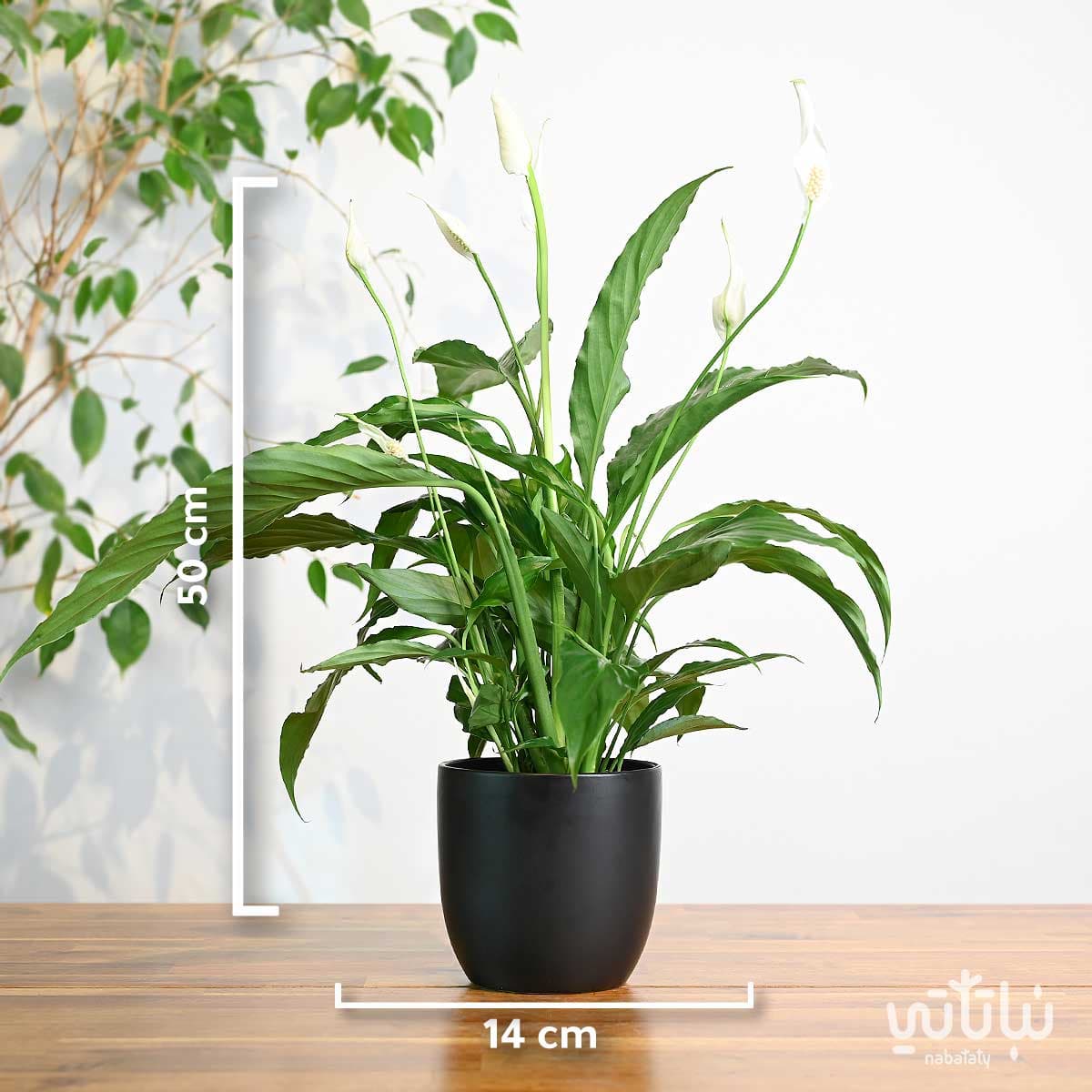 نبتة الاشرعة البيضاء في اصيص سيراميك اسود 3