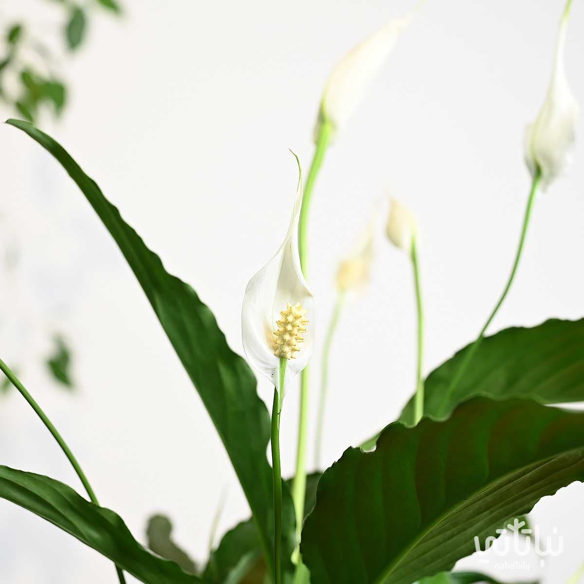 نبتة الاشرعة البيضاء في اصيص سيراميك اسود 2