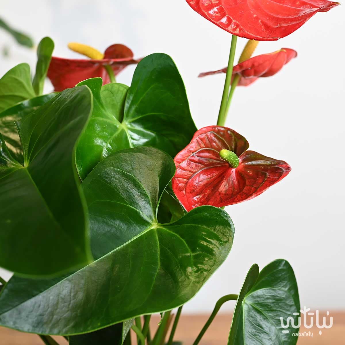 نبتة انتوريوم احمر في اصيص سيراميك رمادي 2