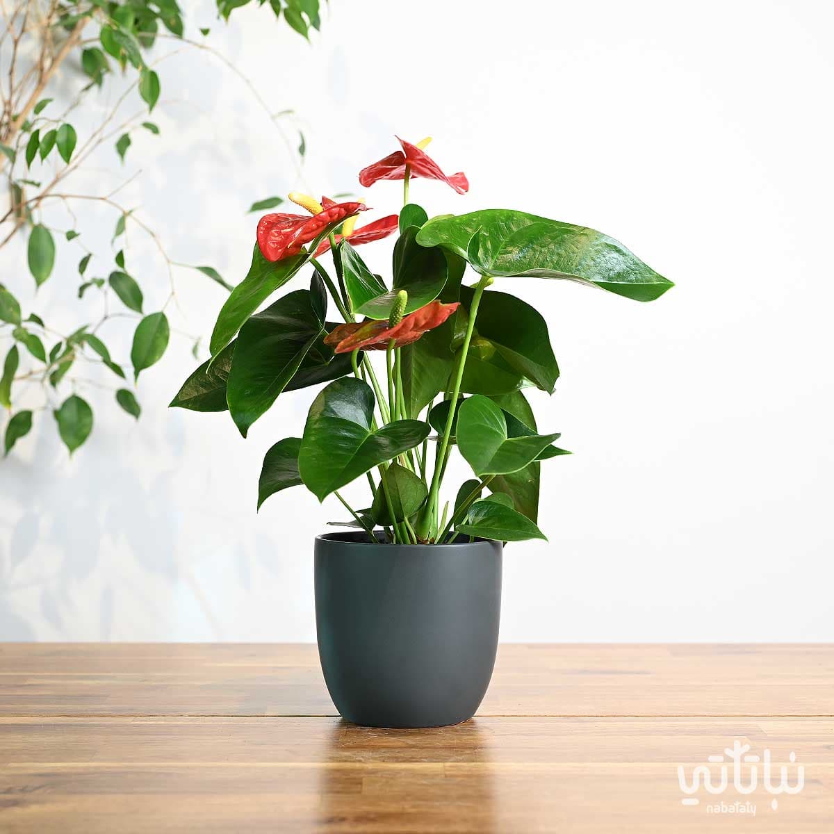 نبتة انتوريوم احمر في اصيص سيراميك رمادي 1
