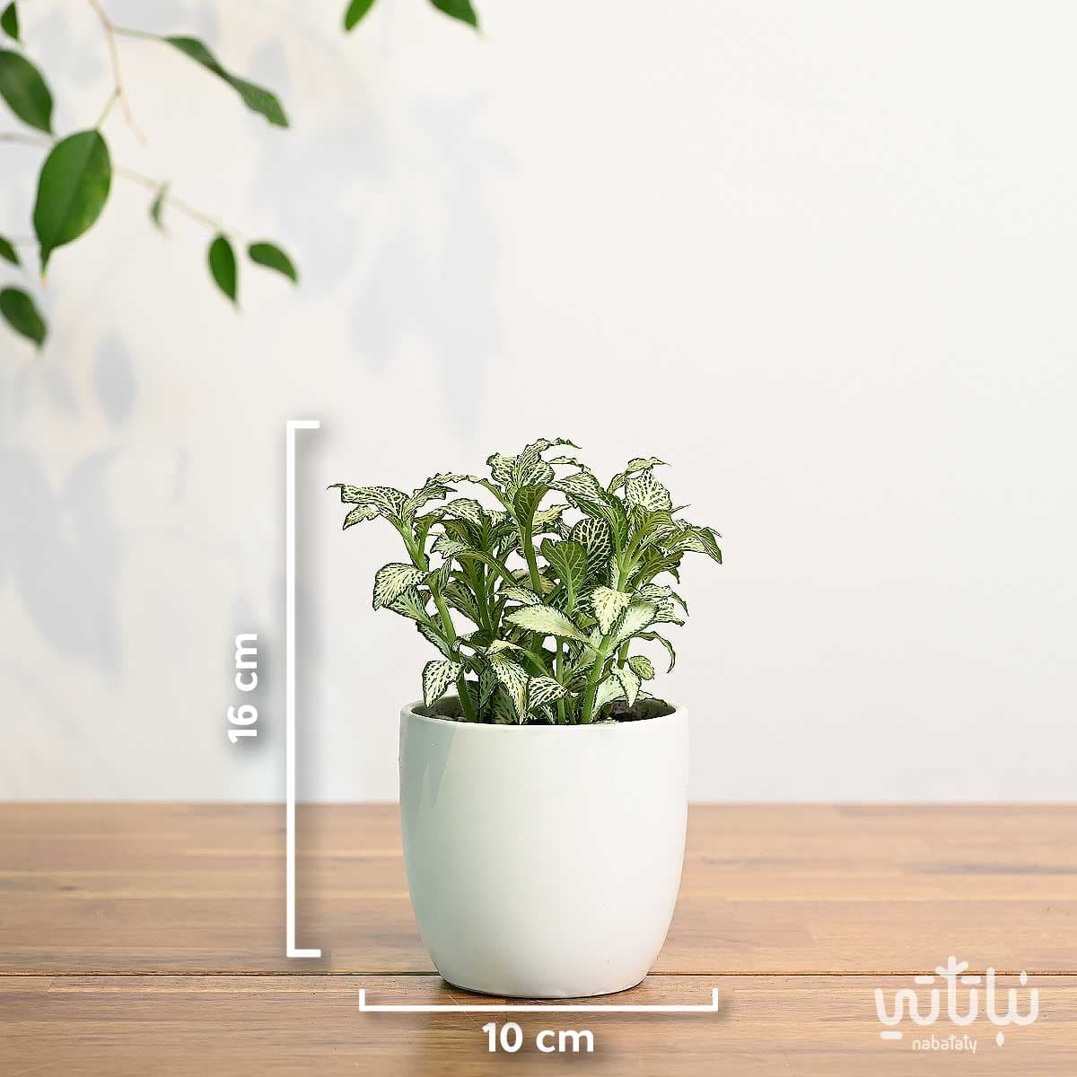 نبتة فيتونيا مبرقشة في اصيص سيراميك ابيض 2