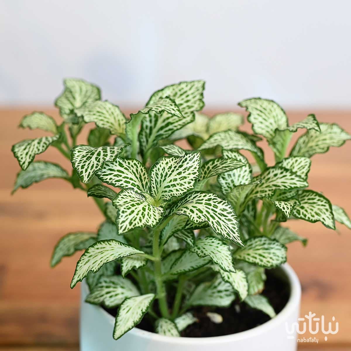 نبتة فيتونيا مبرقشة في اصيص سيراميك ابيض 3