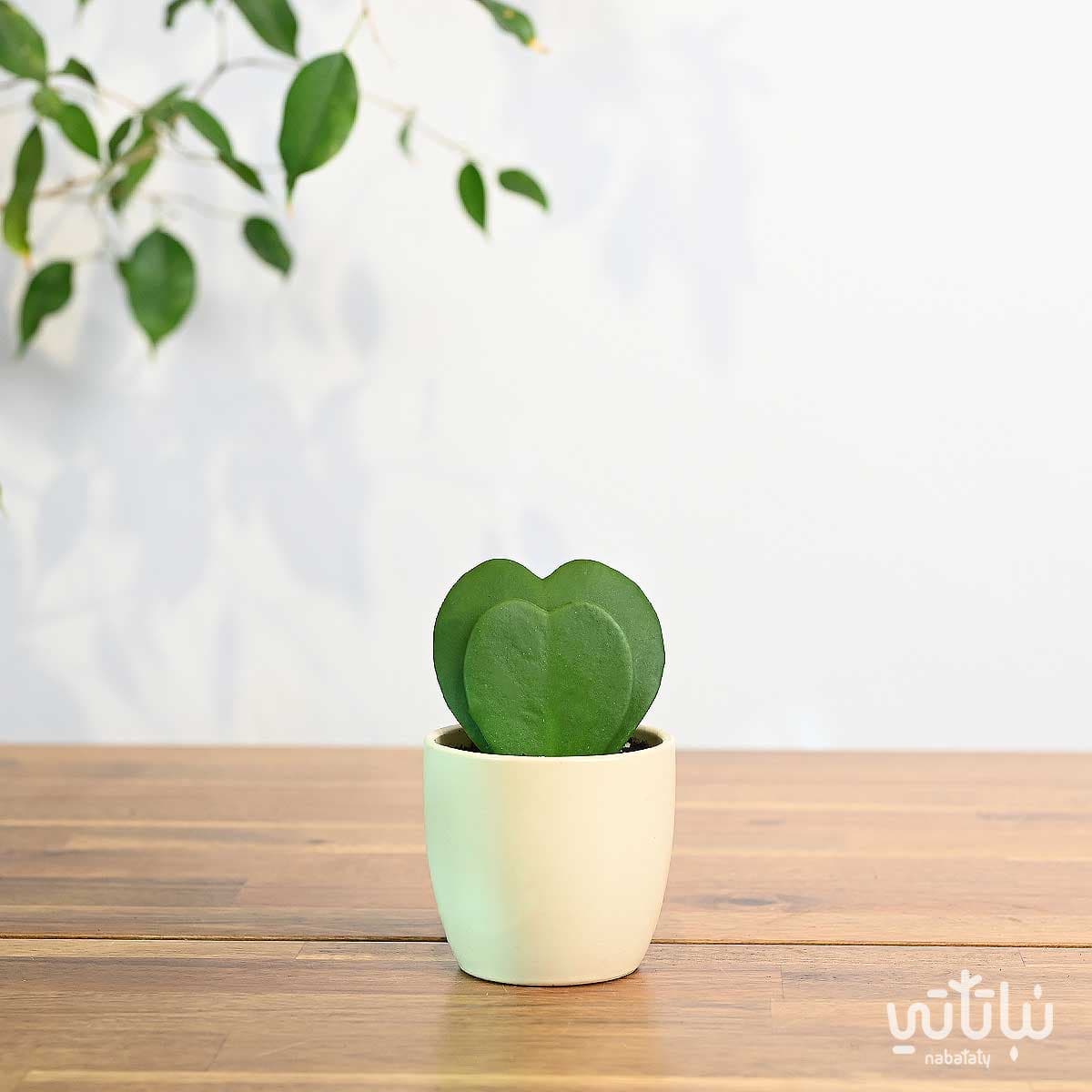 نبتة هويا قلب الحب دبل في اصيص سيراميك كريمي 1