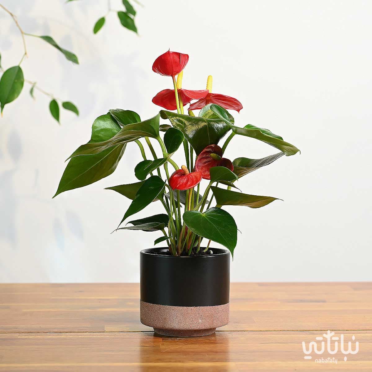 نبتة انتوريوم احمر صغير في اصيص سيراميك اسود 1