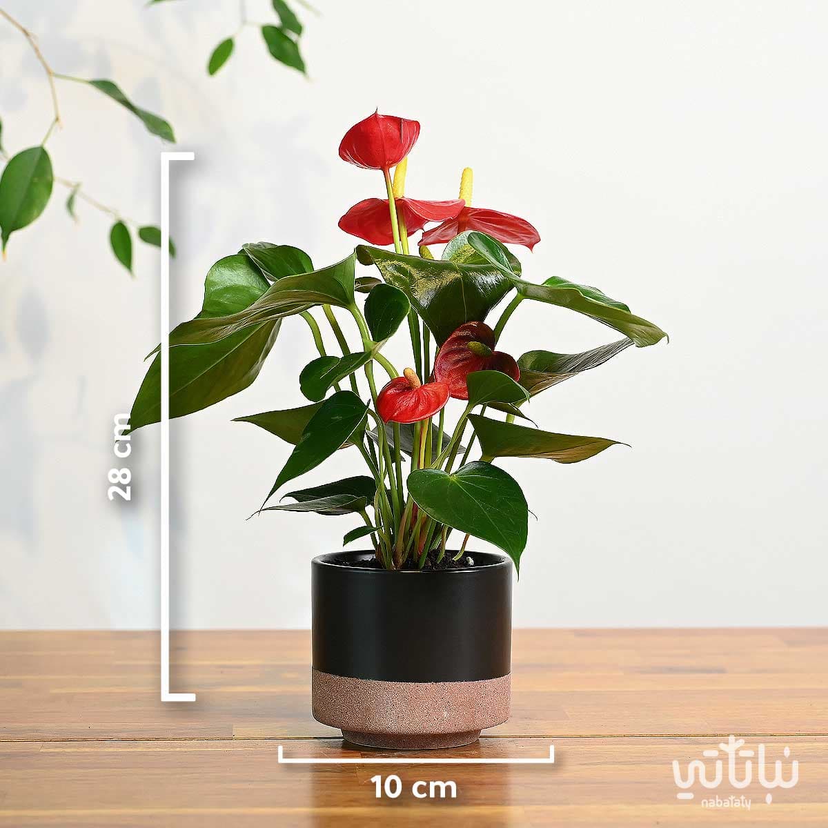 نبتة انتوريوم احمر صغير في اصيص سيراميك اسود 2