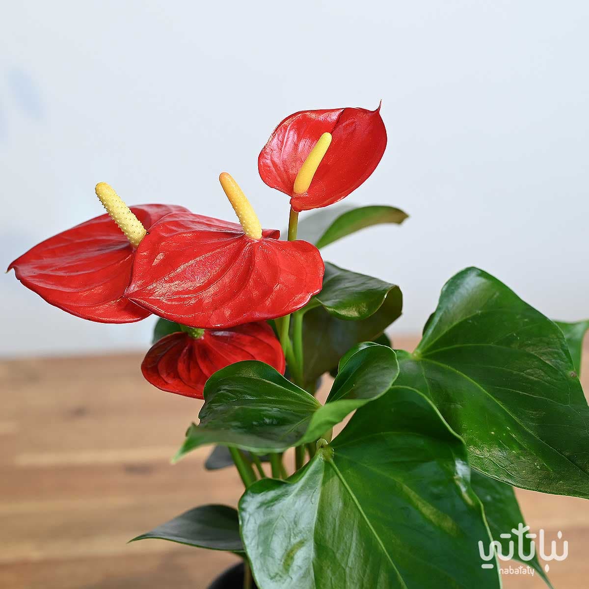 نبتة انتوريوم احمر صغير في اصيص سيراميك اسود 3