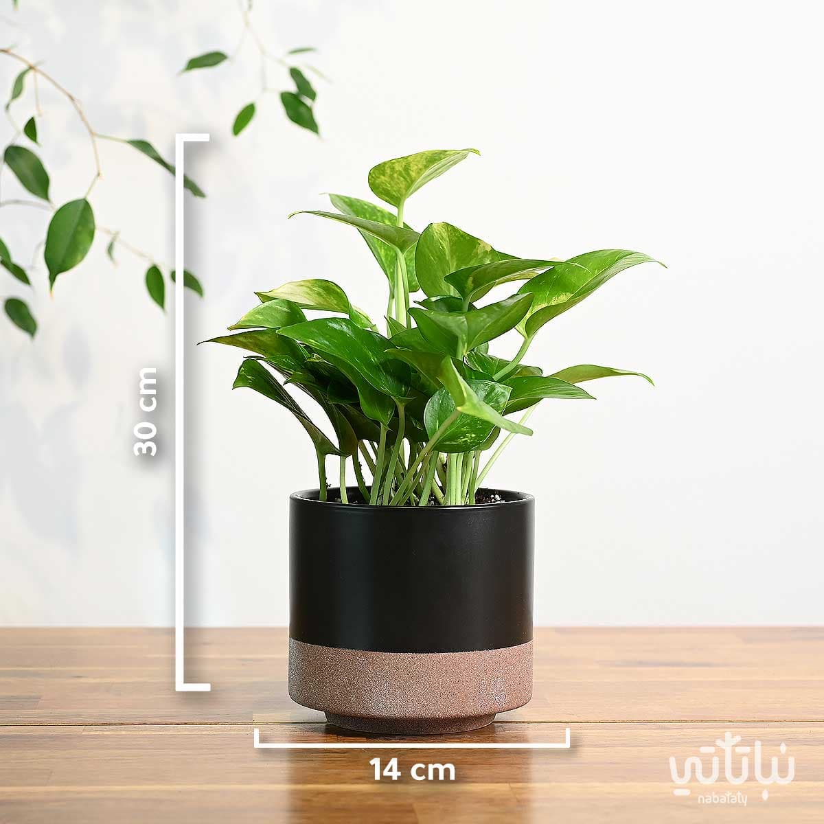 نبتة بوتس في اصيص سيراميك اسود 3