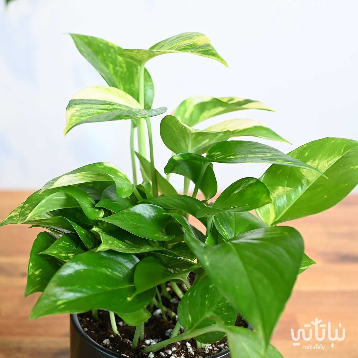 نبتة بوتس في اصيص سيراميك اسود 2