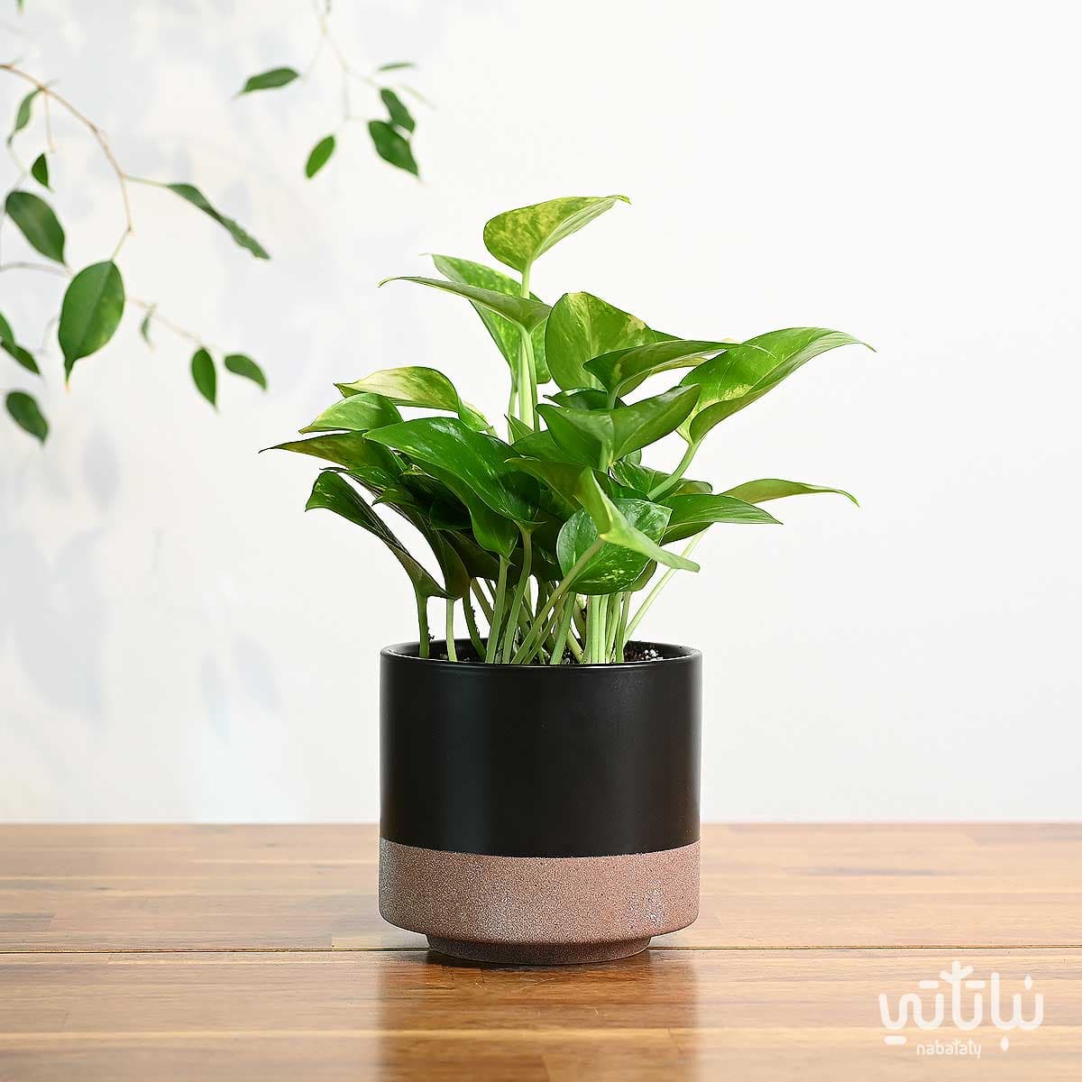 نبتة بوتس في اصيص سيراميك اسود