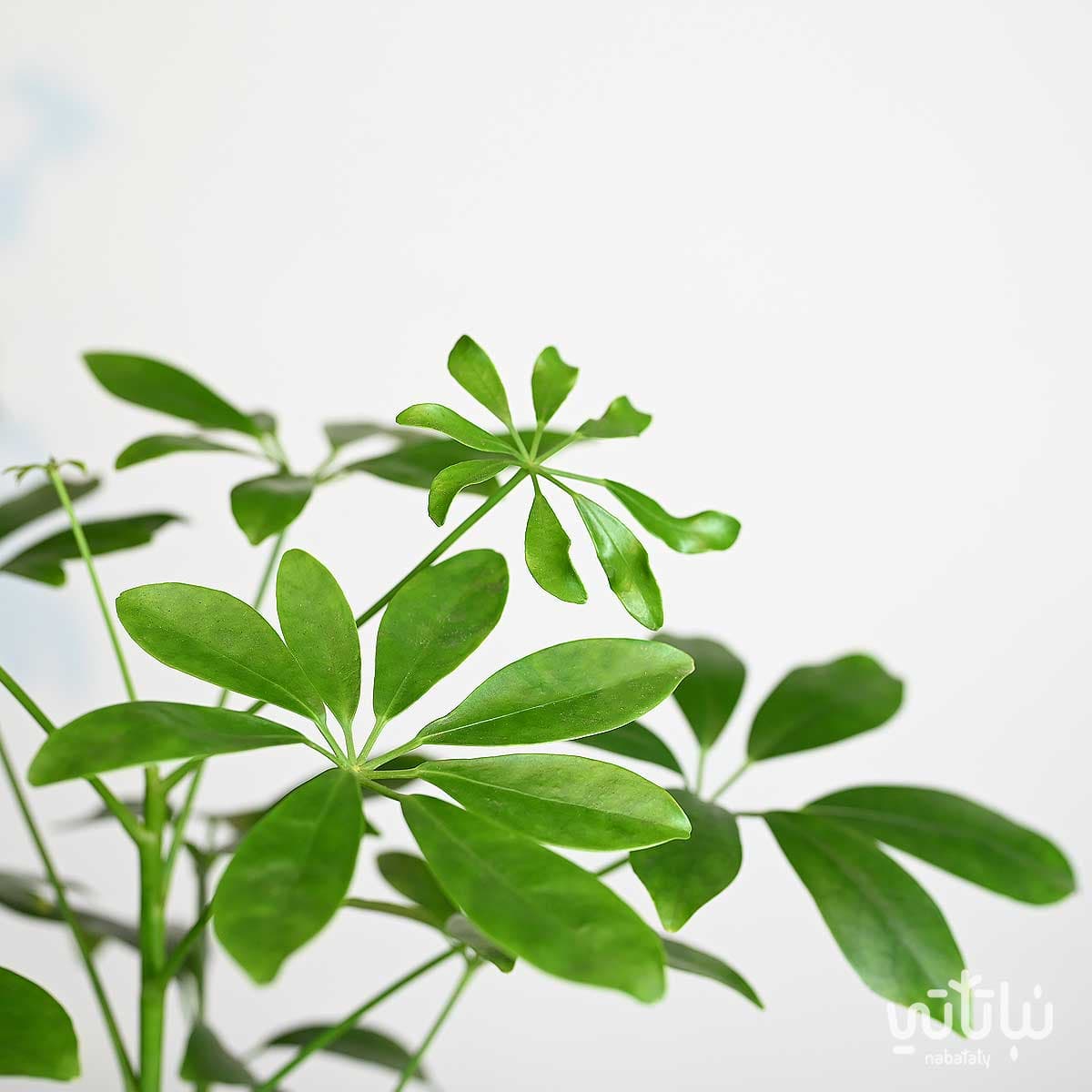 نبتة شفليرا خضراء في اصيص سيراميك اسود 3