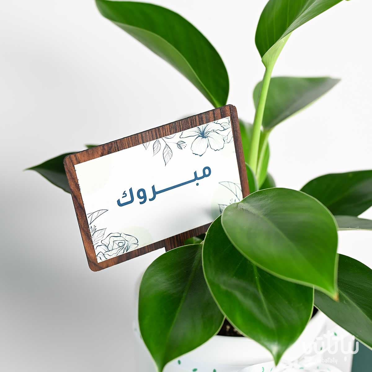 هدية مبروك نبتة فيلوديندرون و سبحة 2