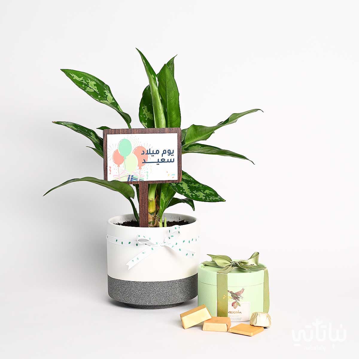 Birthday gift Aglaonema plant with wrapped chocolates 1