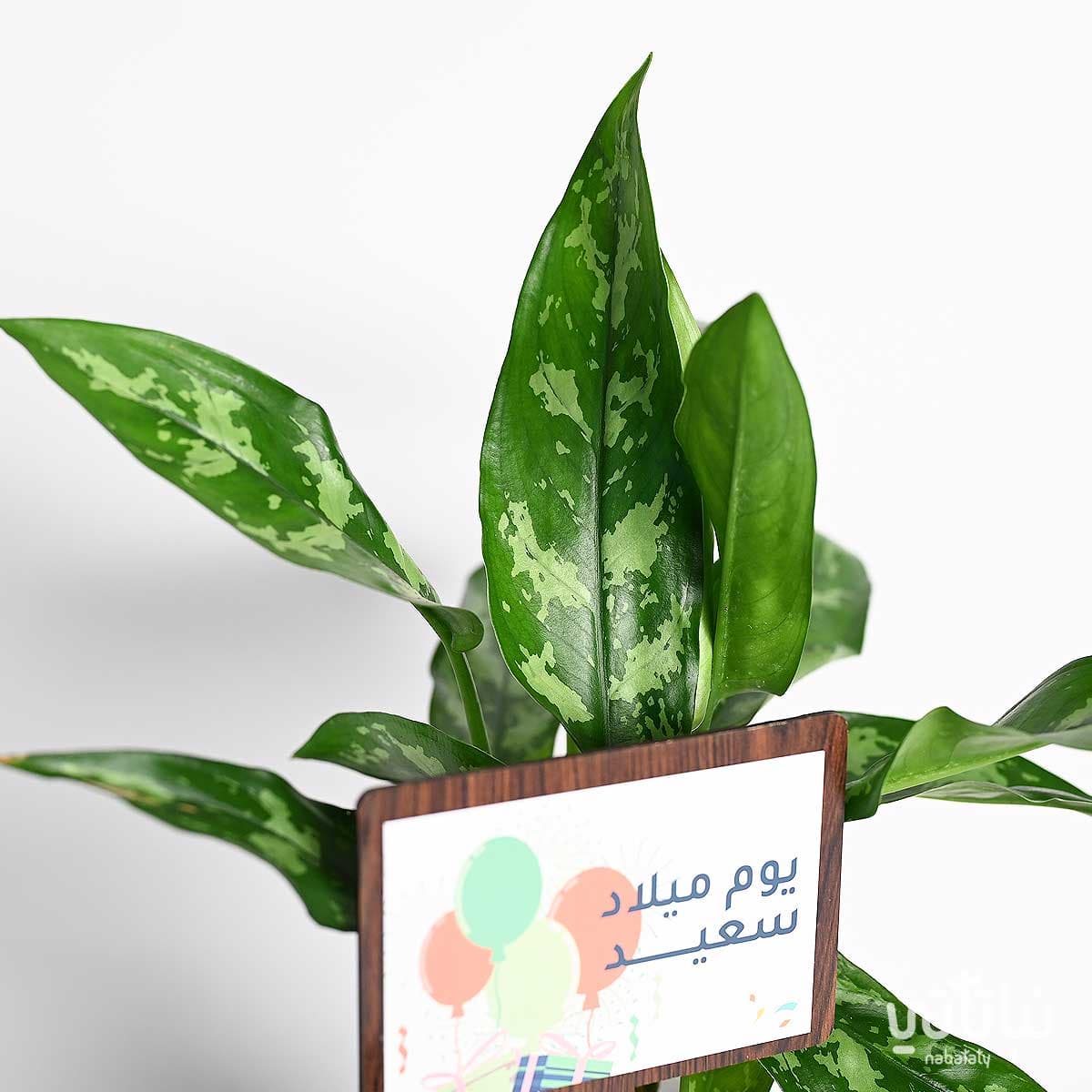 Birthday gift Aglaonema plant with wrapped chocolates 3