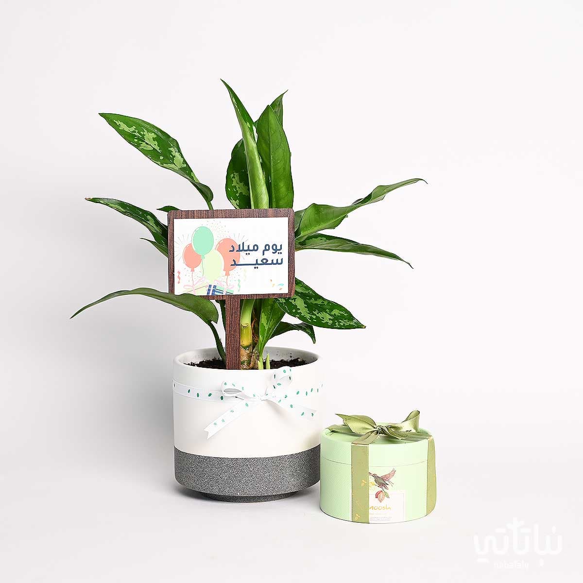 Birthday gift Aglaonema plant with wrapped chocolates 2