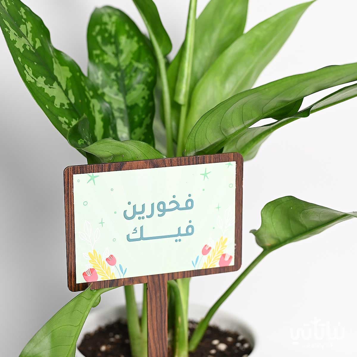 هدية فخورين فيك نبتة الاجلونيما و عود تايقر 3