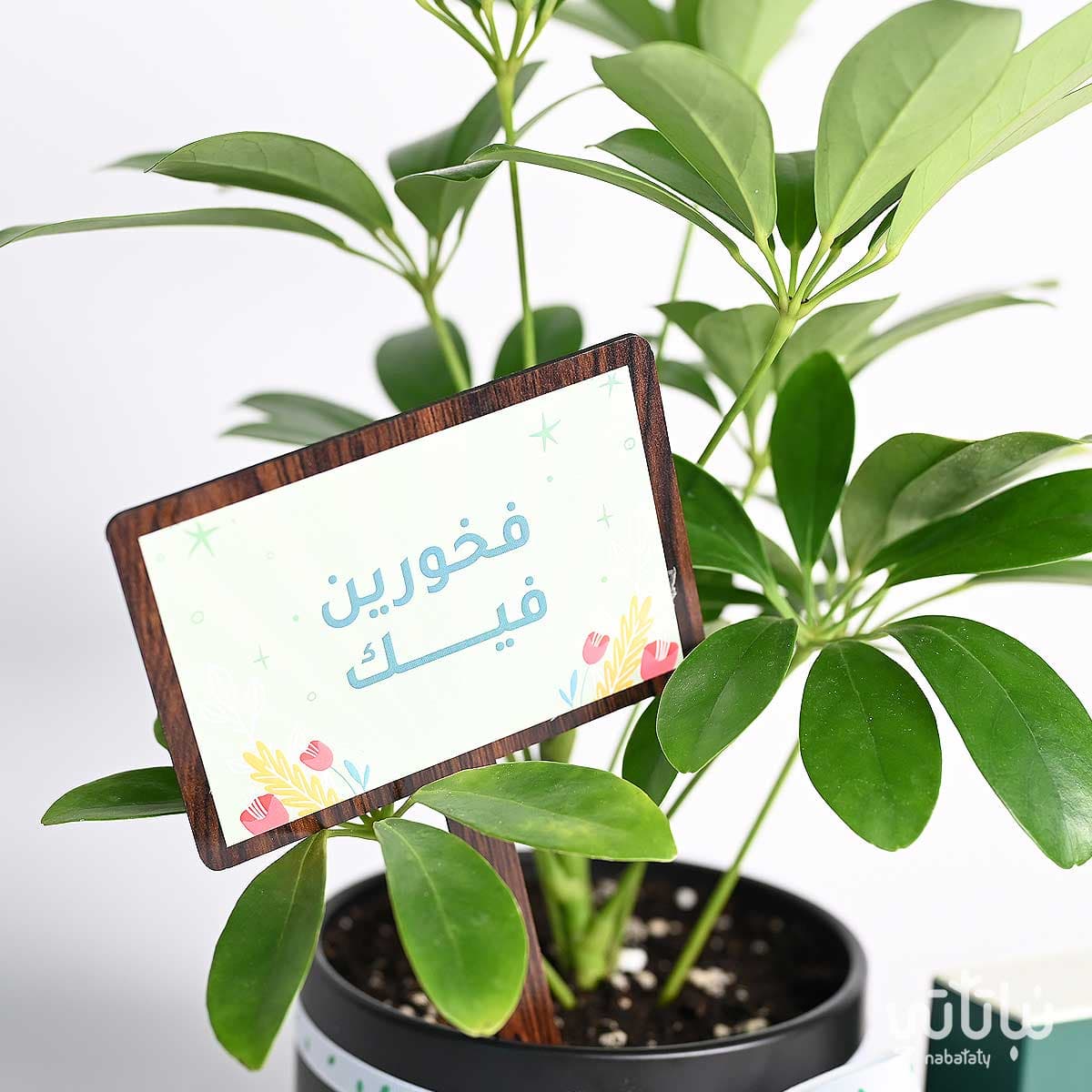 هدية فخورين فيك نبتة شفليرا و سبحة 2