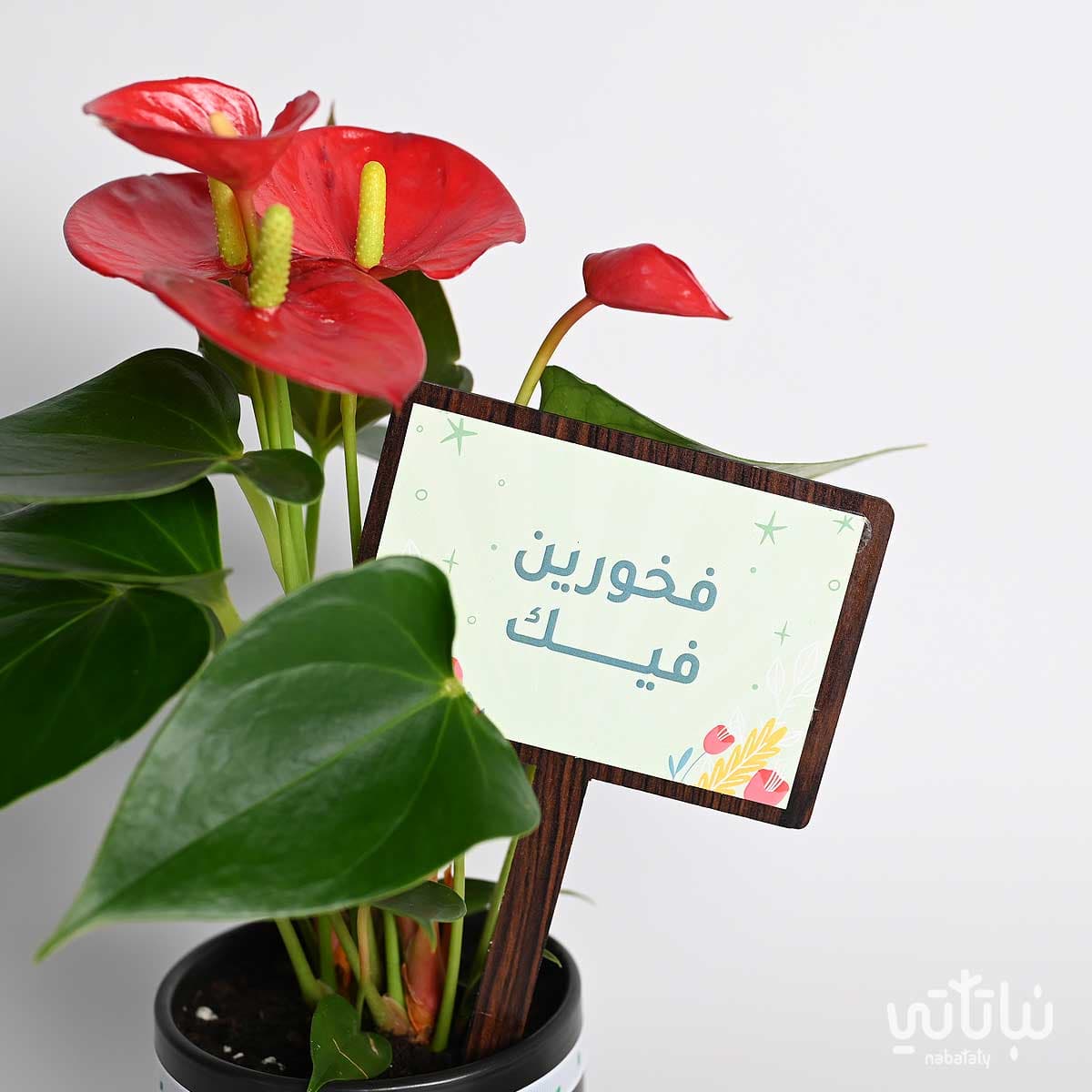 Proud of You gift Anthurium plant with Moroccan oud 3