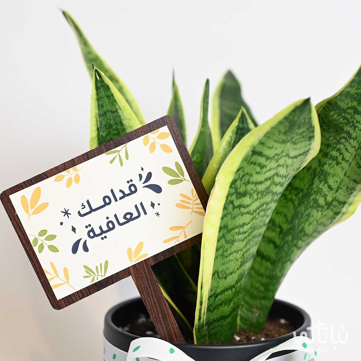 هدية قدامك العافية نبتة جلد النمر وتشوكلت أنوش 2