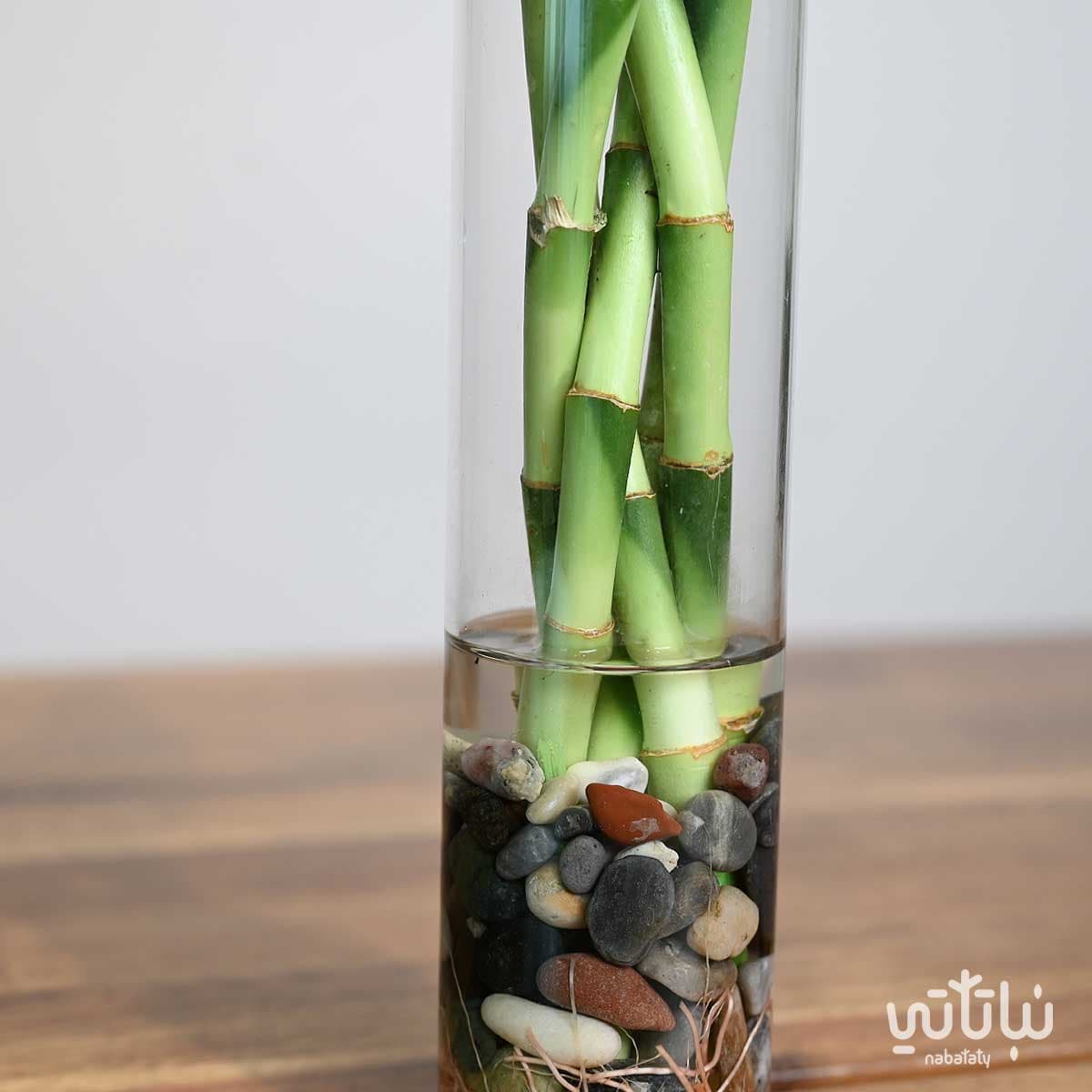 مجموعة بامبو مجدولة صغيرة في فازة اسطوانية 4