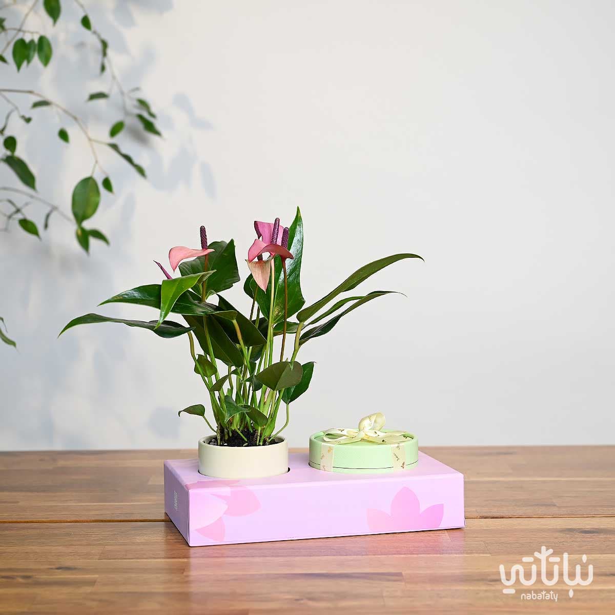 هدية نبتة الانتوريوم مع أنوش 1