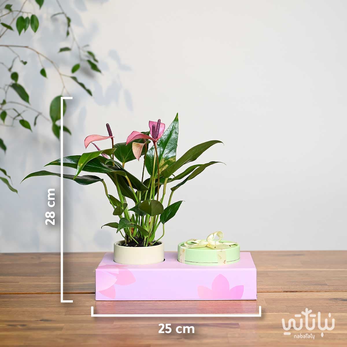 هدية نبتة الانتوريوم مع أنوش 2