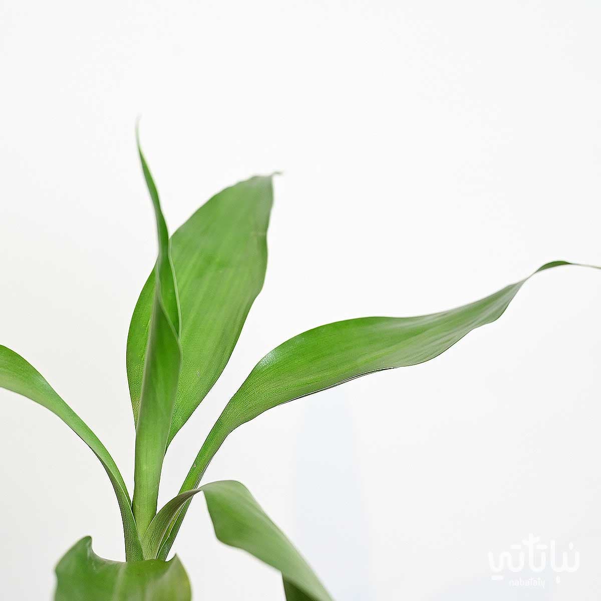 نبتة ساق البامبو اوراق كبيرة 50 سم 2