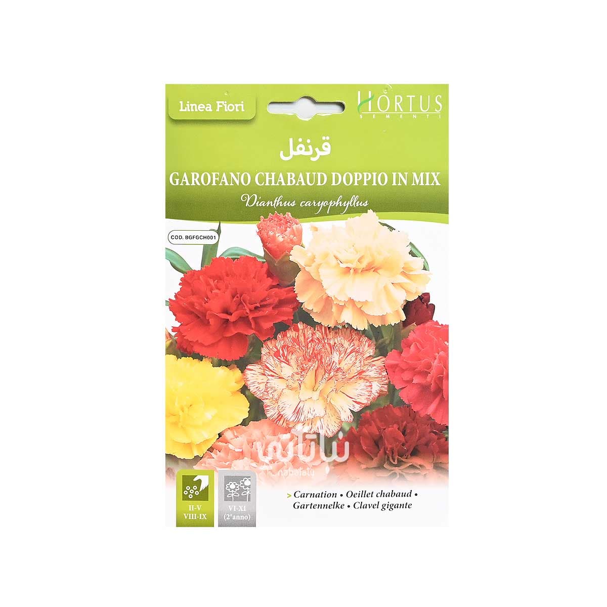 بذور زهرة قرنفل