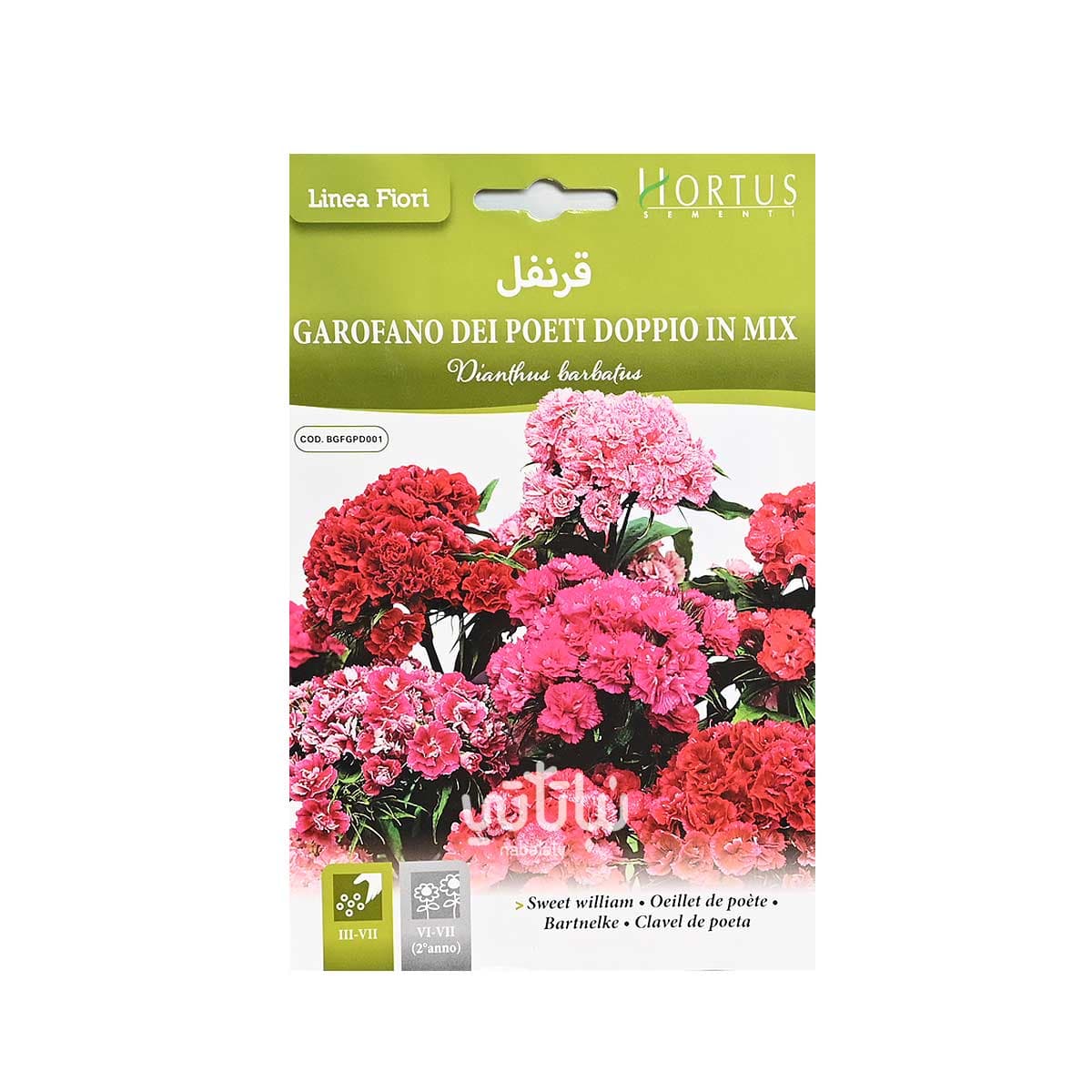بذور زهرة قرنفل