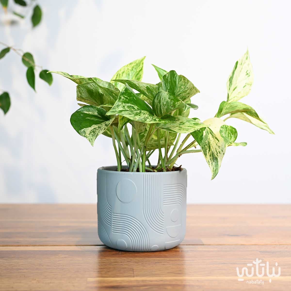 اصيص سيراميك رمادي 11.5سم 2