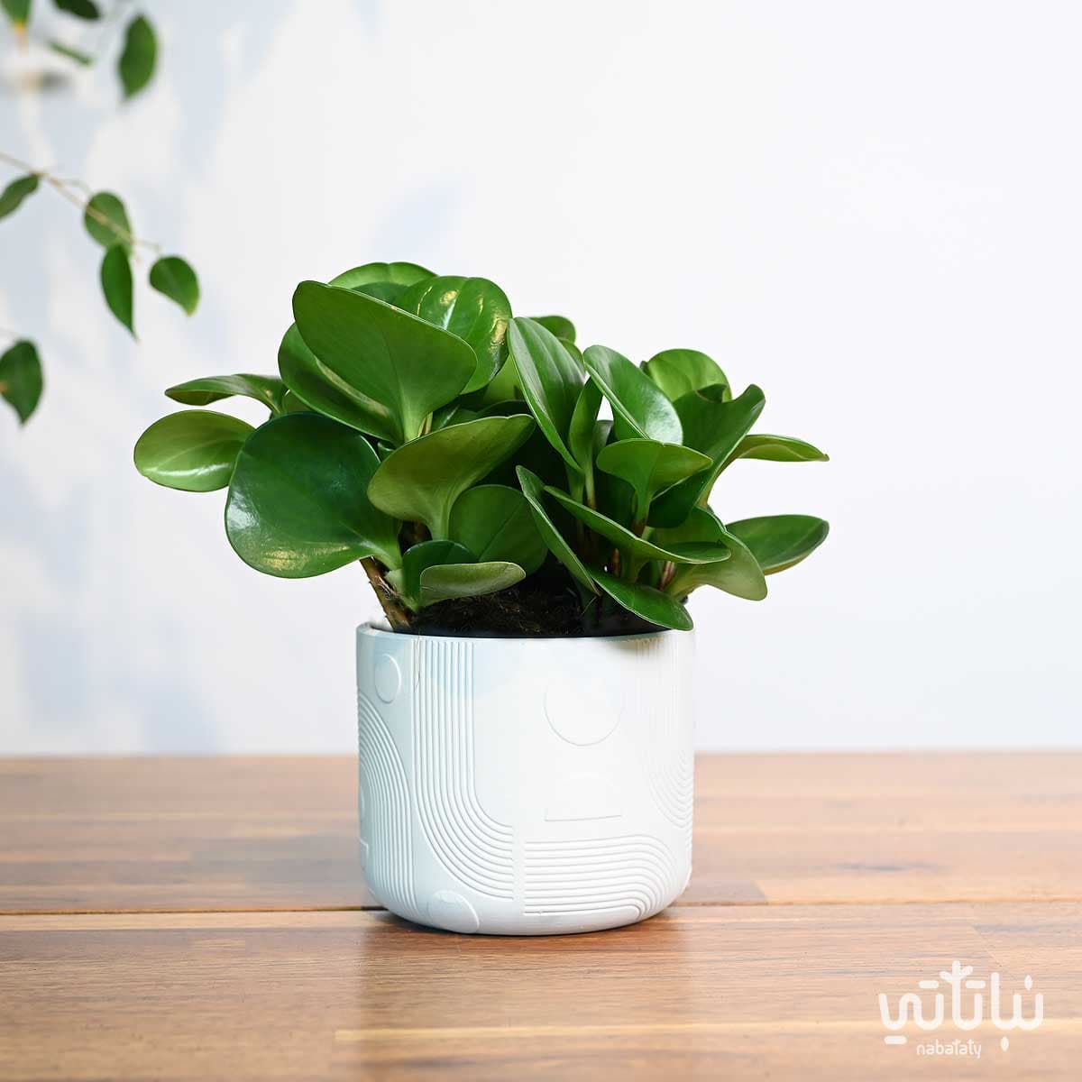 أصيص سيراميك ابيض 11.5سم 2