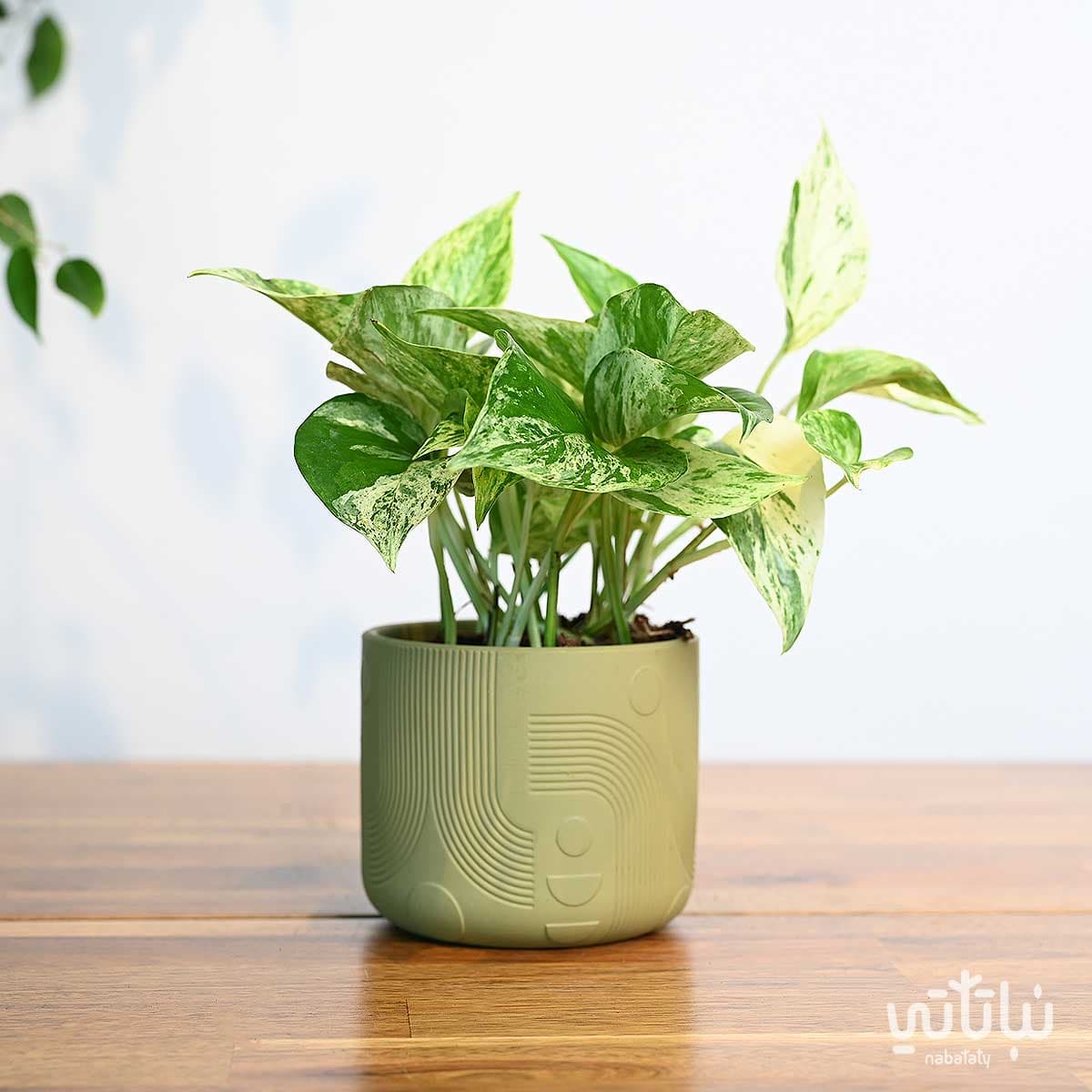 اصيص سيراميك اخضر زيتي 11.5سم 2