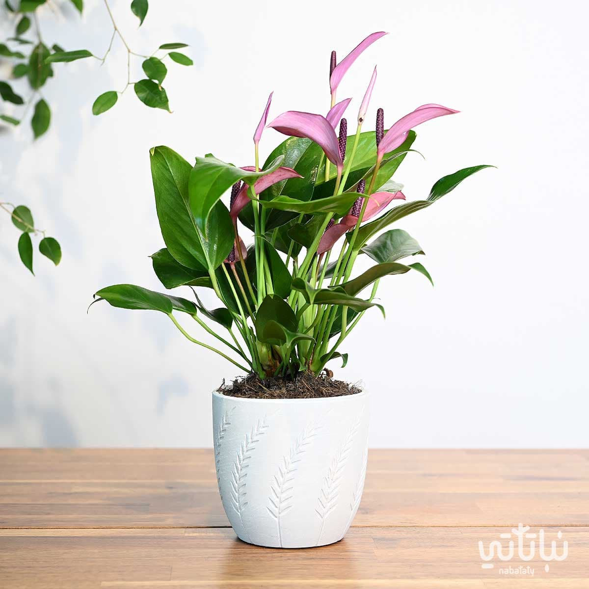 اصيص سيراميك ابيض مشجر 13 سم 2