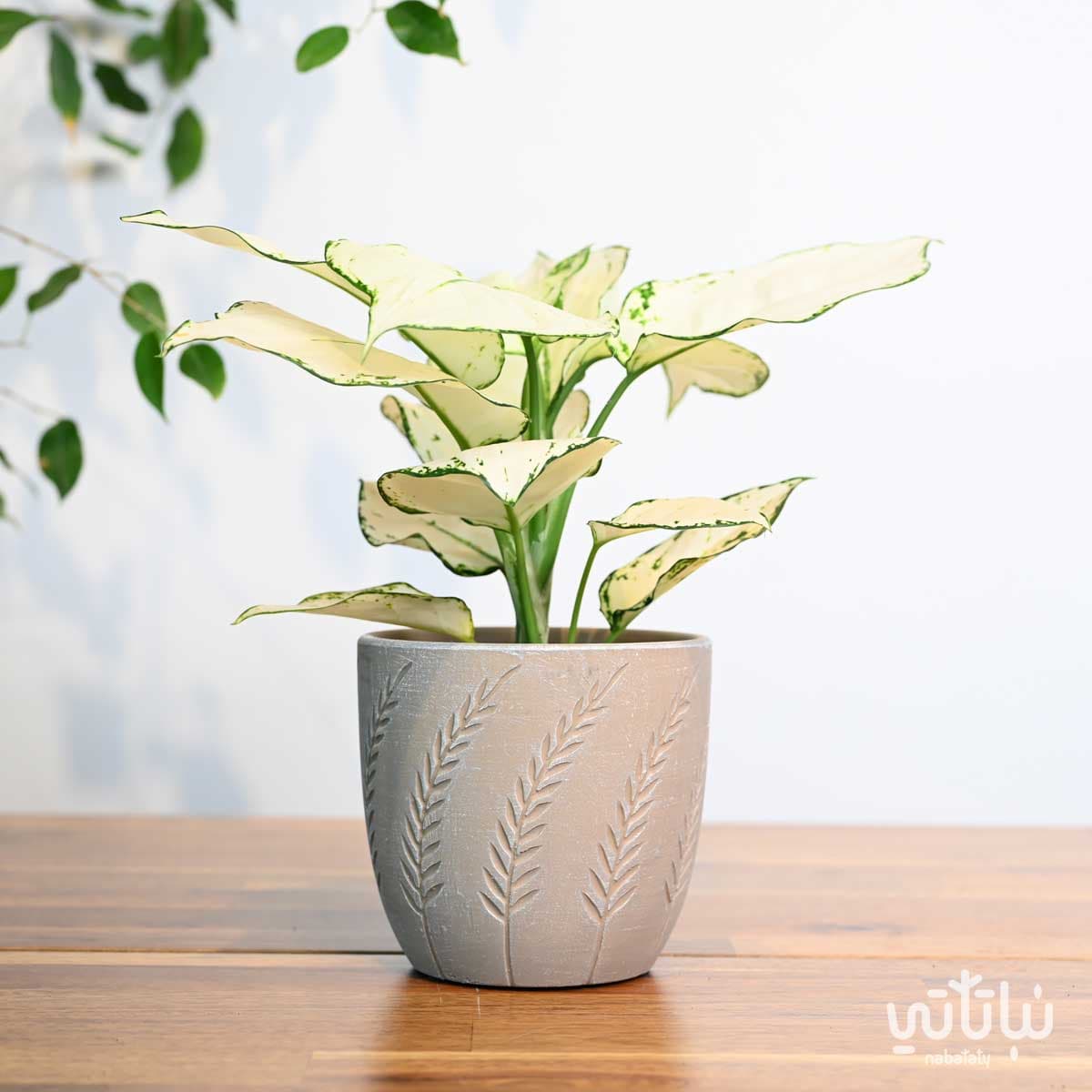 اصيص سيراميك بني مشجر 13 سم 2