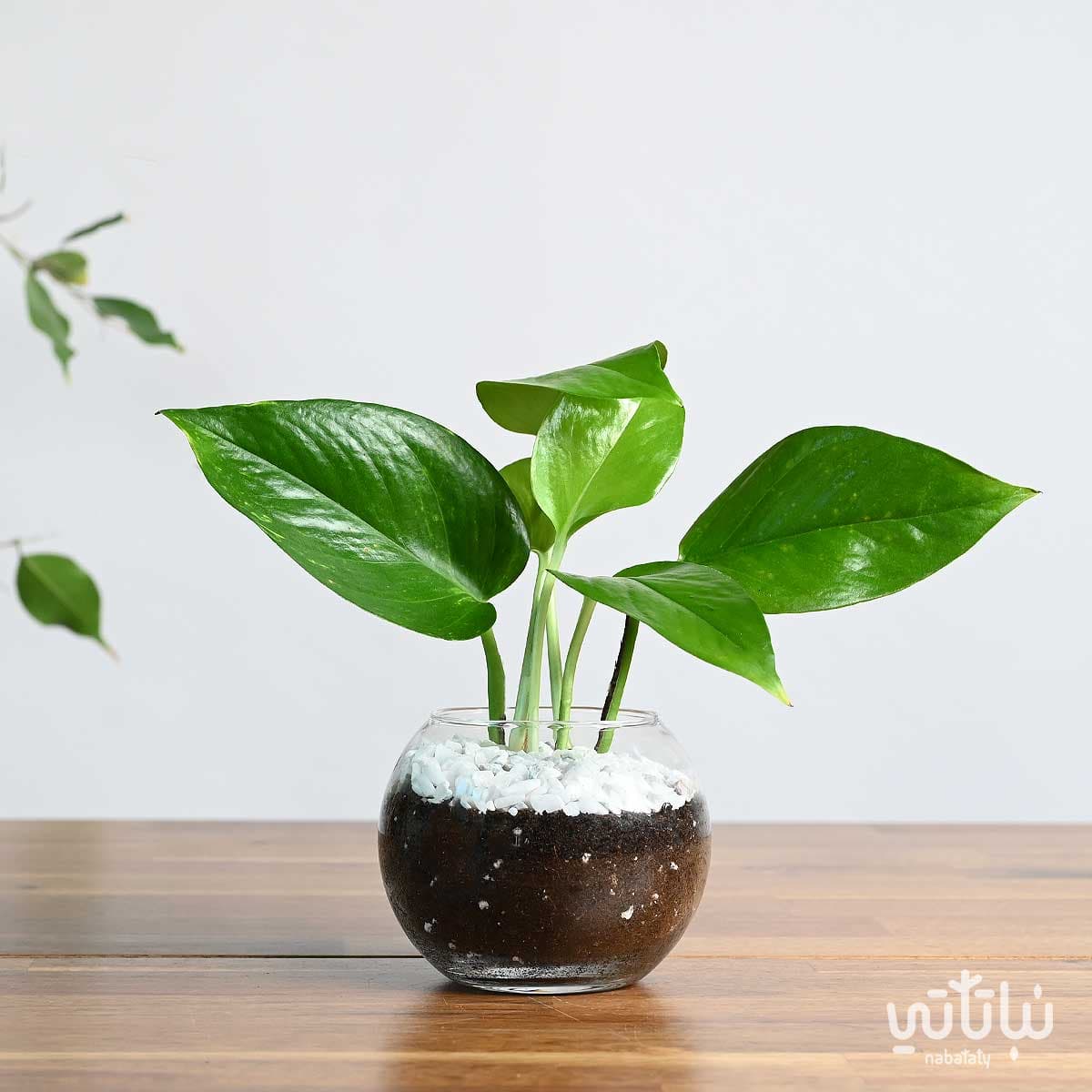 نبتة بوتس صغيرة في اصيص زجاجي دائري 1