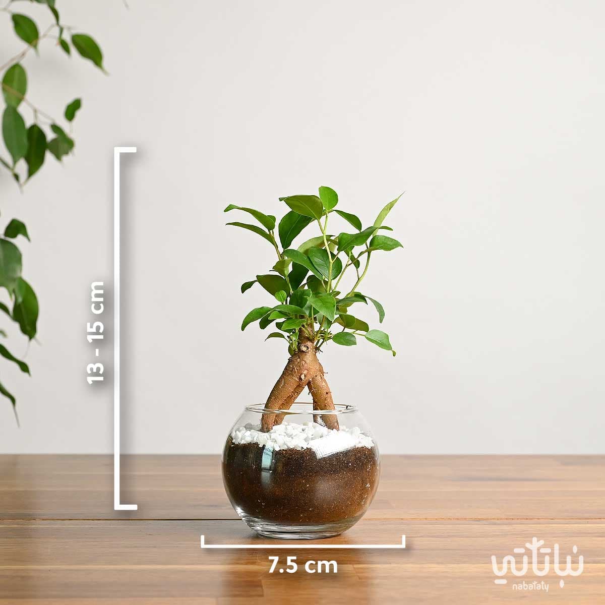 نبتة ميني بونساي في اصيص زجاجي 4