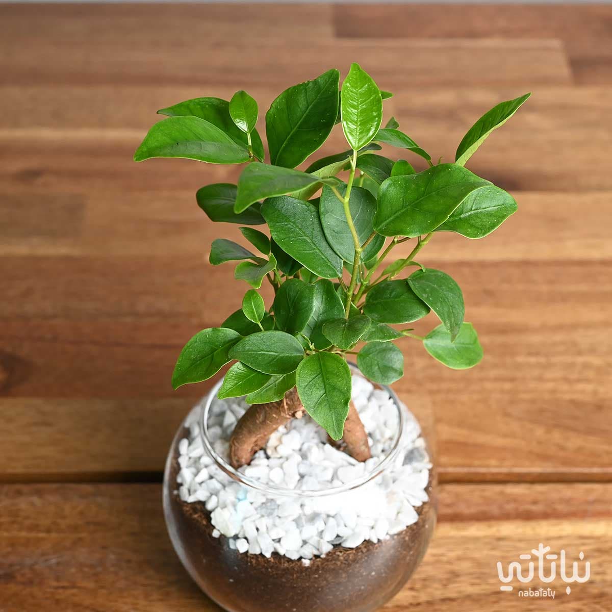 نبتة ميني بونساي في اصيص زجاجي 2