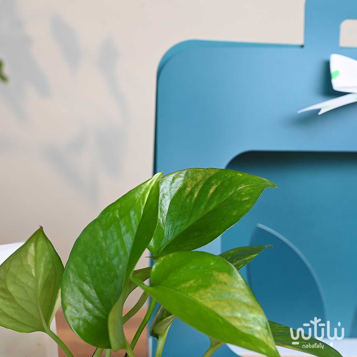 هدية نبتة البوتس ازرق مع قهوة كولومبيا لاس بالماس 4