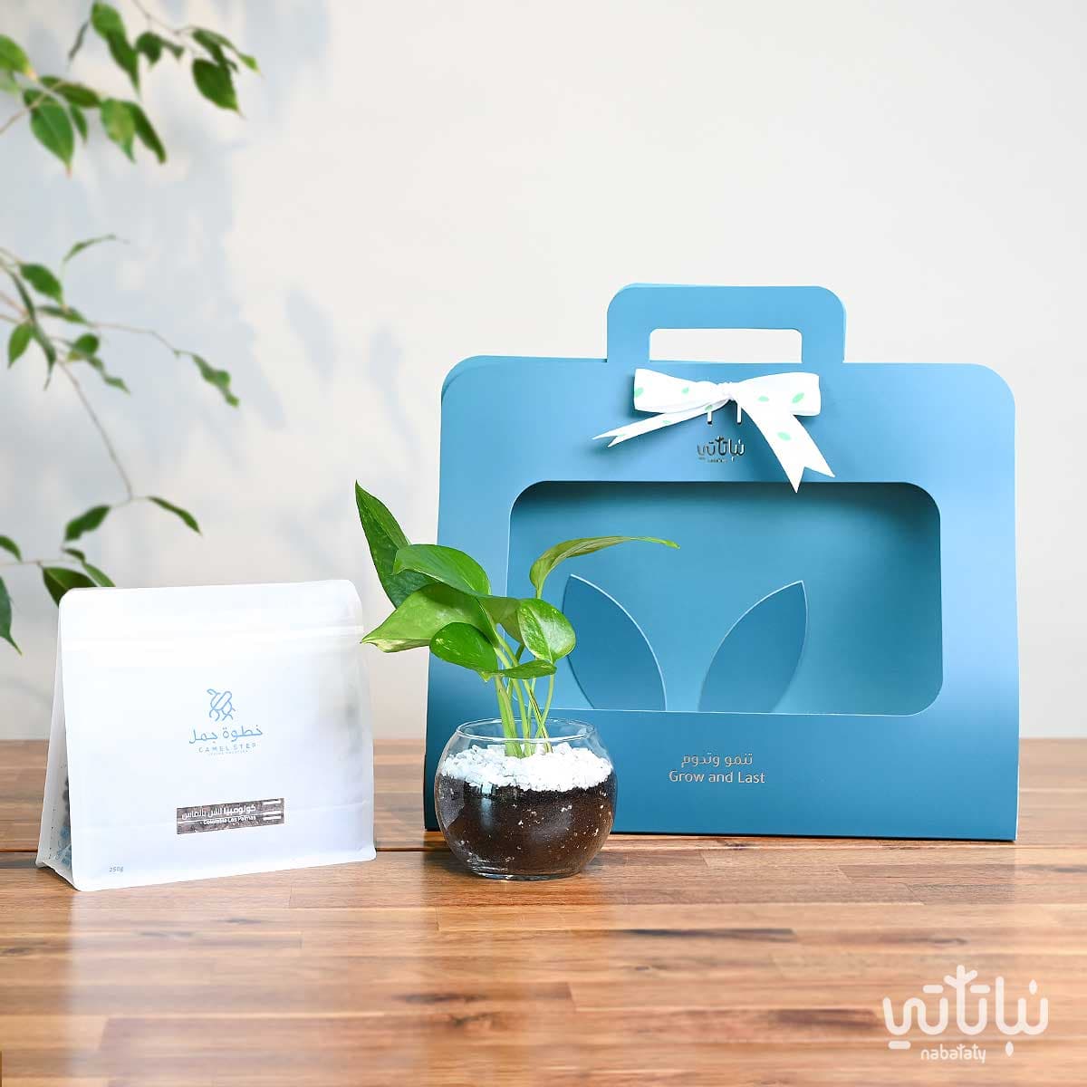 هدية نبتة البوتس ازرق مع قهوة كولومبيا لاس بالماس