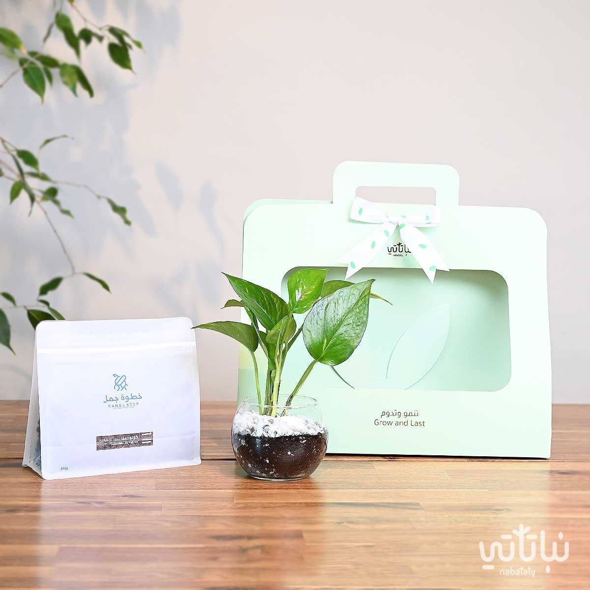 هدية نبتة البوتس اخضر فاتح مع قهوة كولومبيا لاس بالماس 1