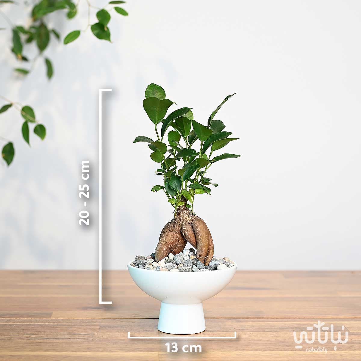 نبتة ميني بونساي في اصيص سيراميك ابيض 2